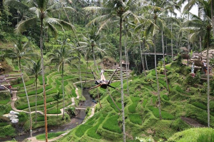 Bali Swing Tour and Ubud Tour